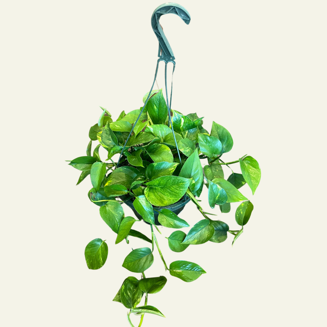 Pothos (12&quot;)