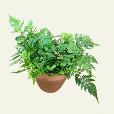 White Rabbit Foot Fern