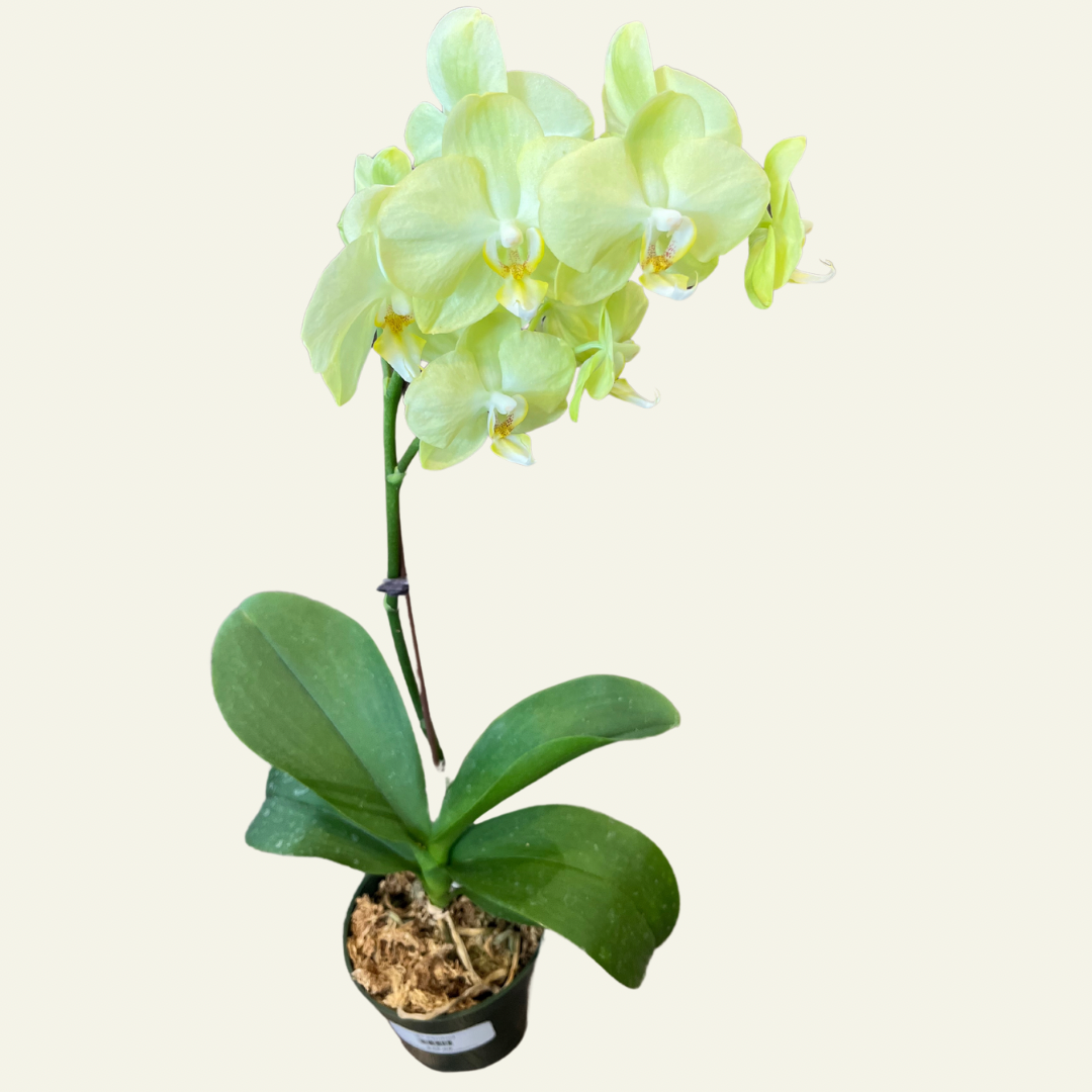 Orchid &quot;4