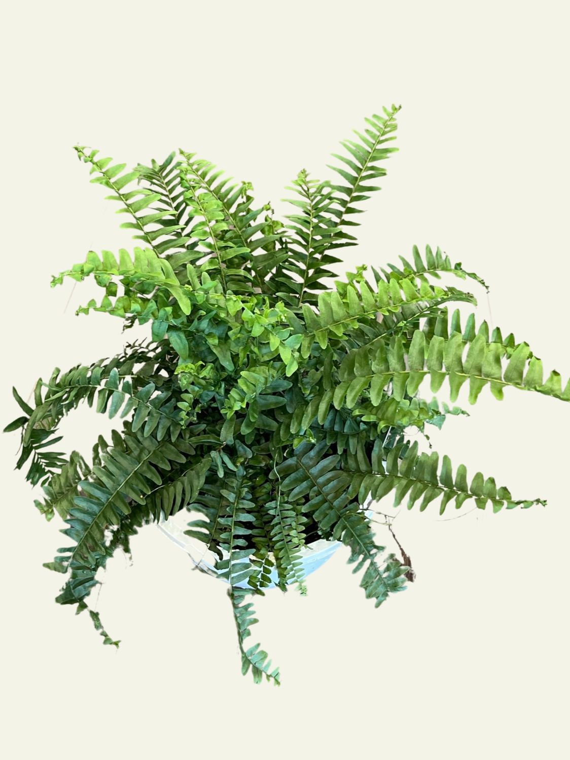 Boston Fern (10&quot;)
