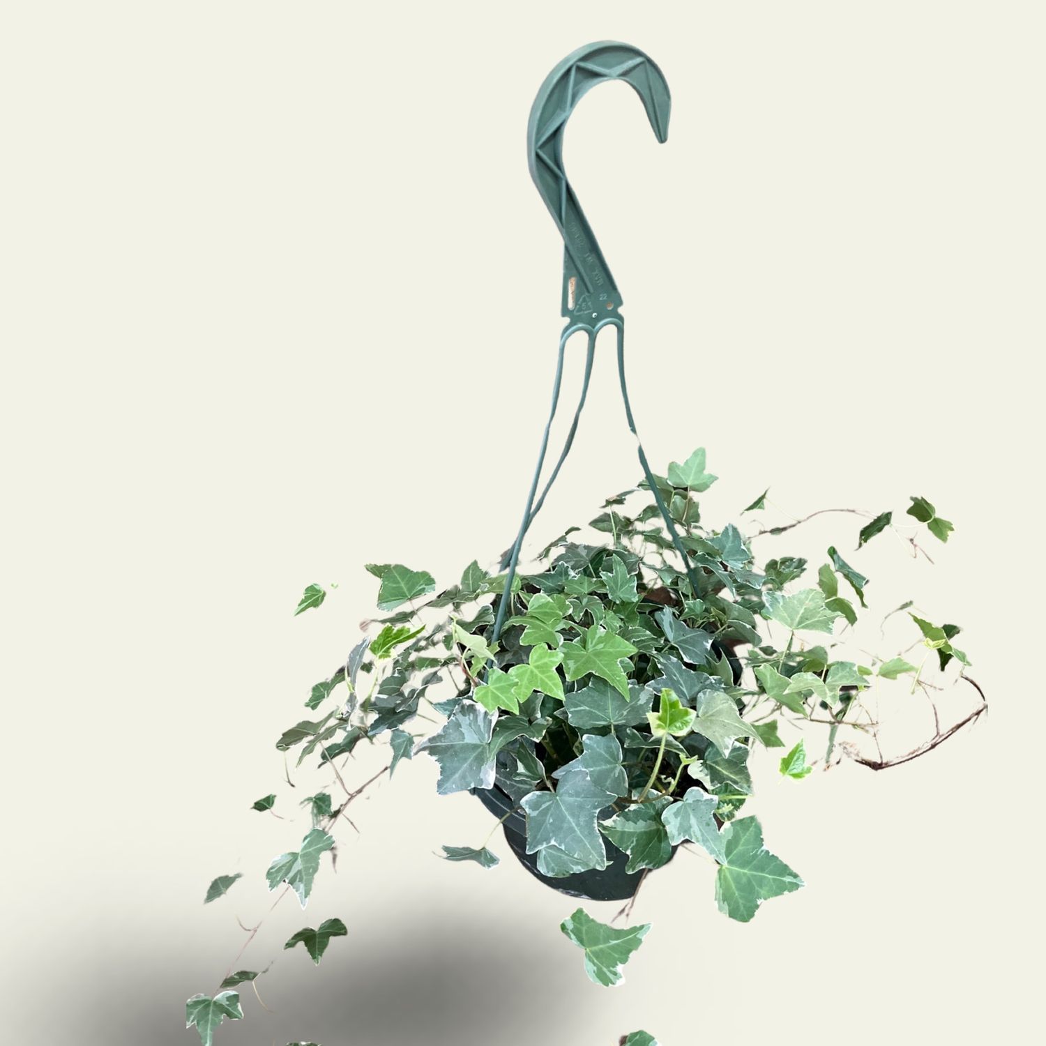 Ivy 10&quot;