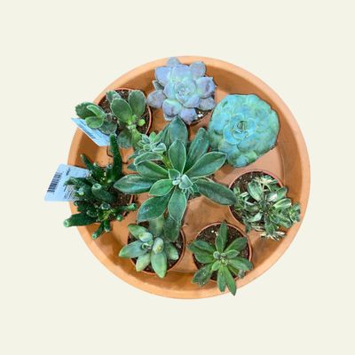 Mini Succulent (2&quot;)