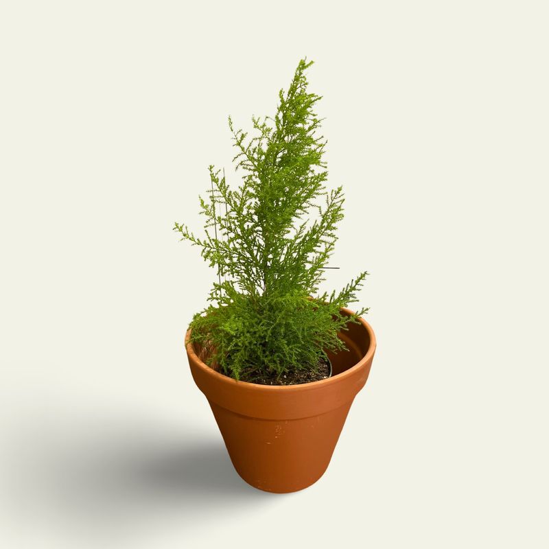 6&quot; Norfolk Pine