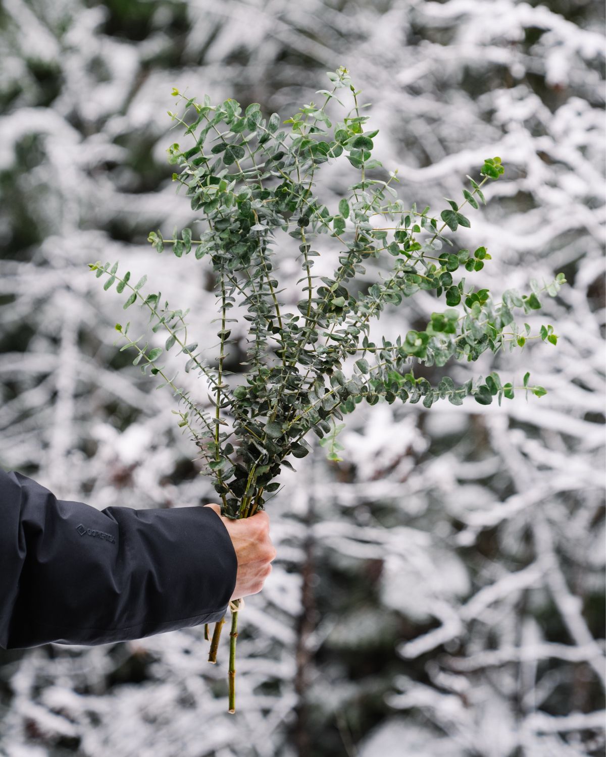 Eucalyptus Bundles