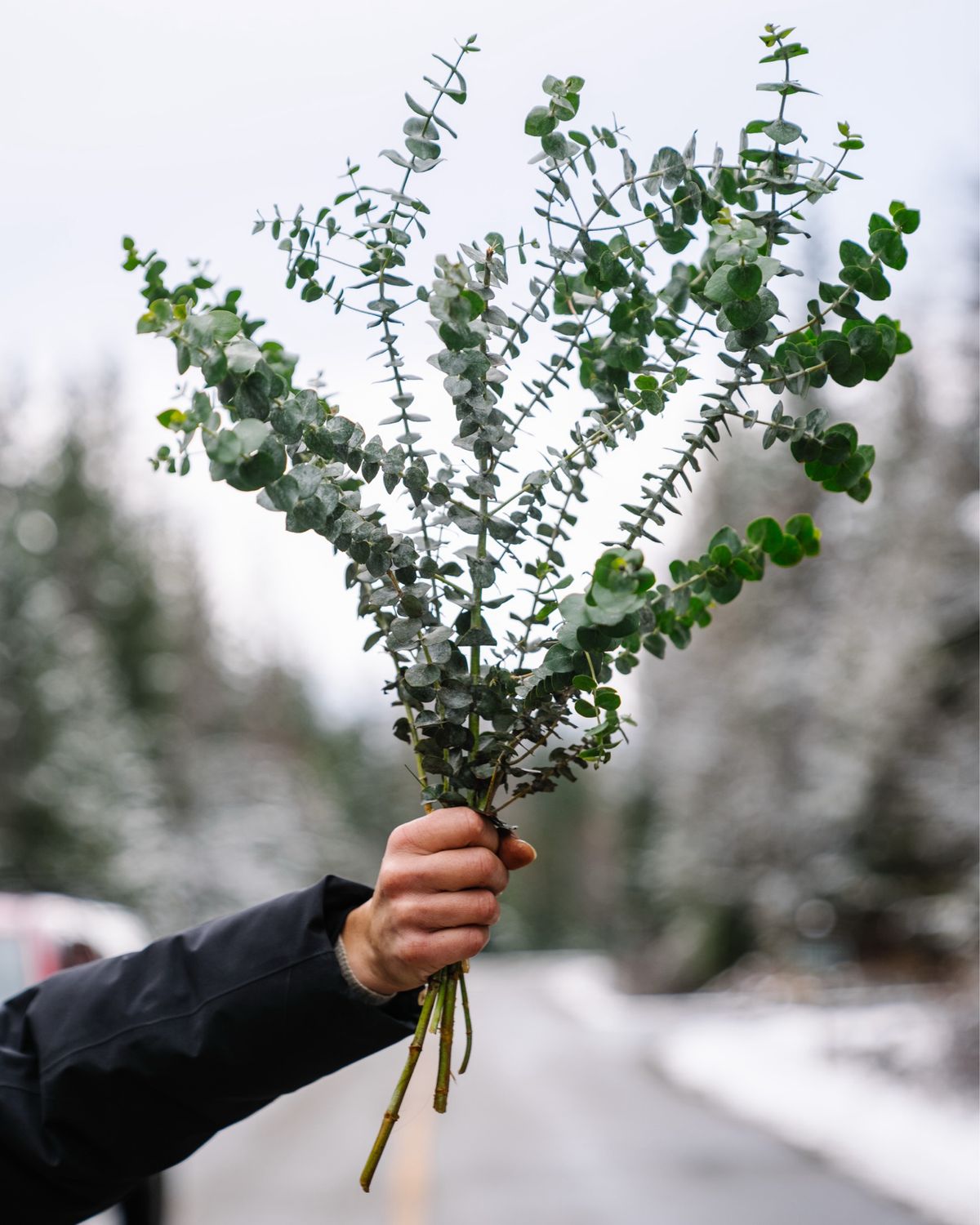 Eucalyptus Bundles