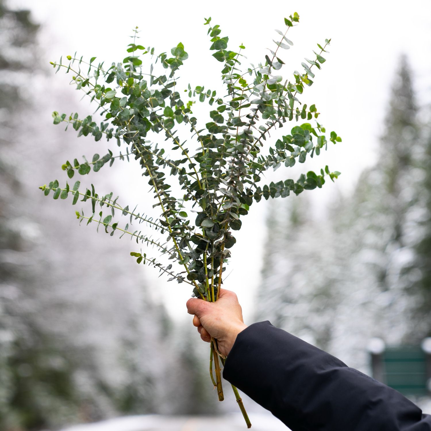 Eucalyptus Bundles