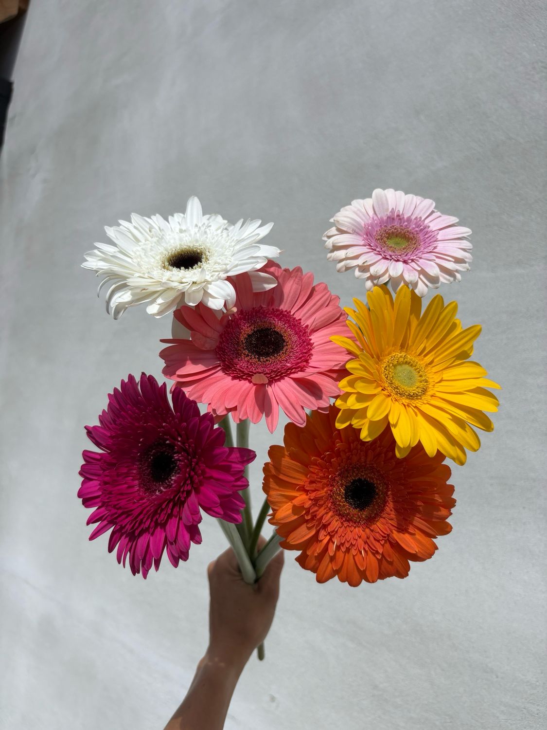 Gerbera Bundles