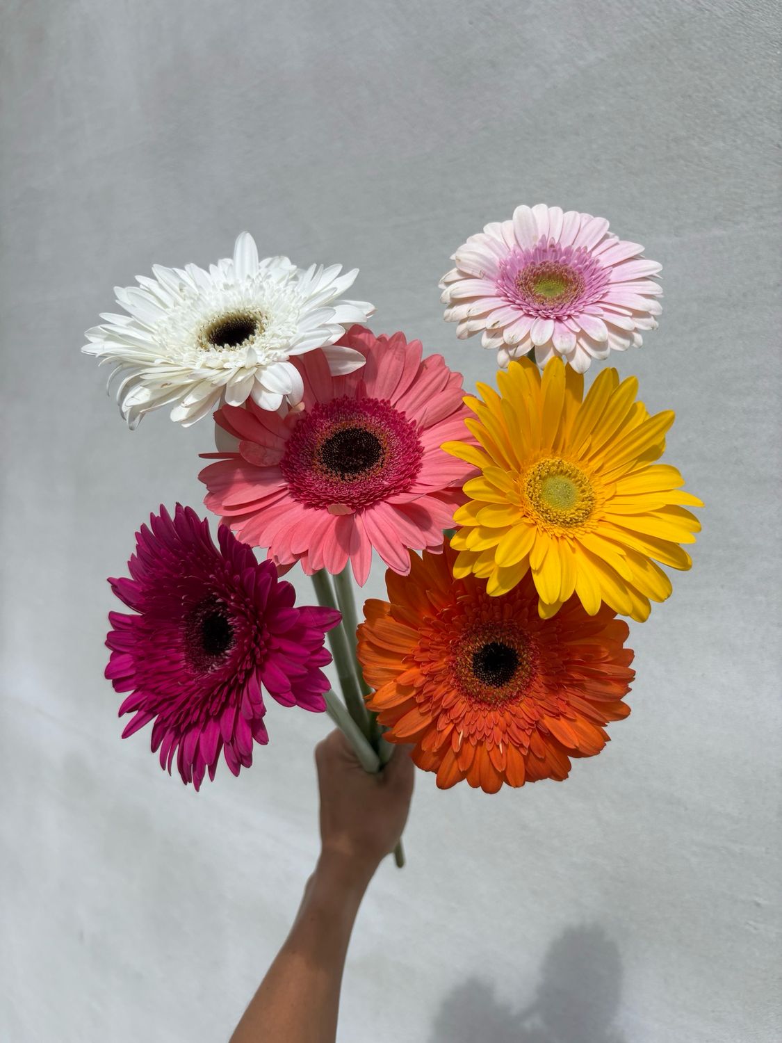 Gerbera Bundles