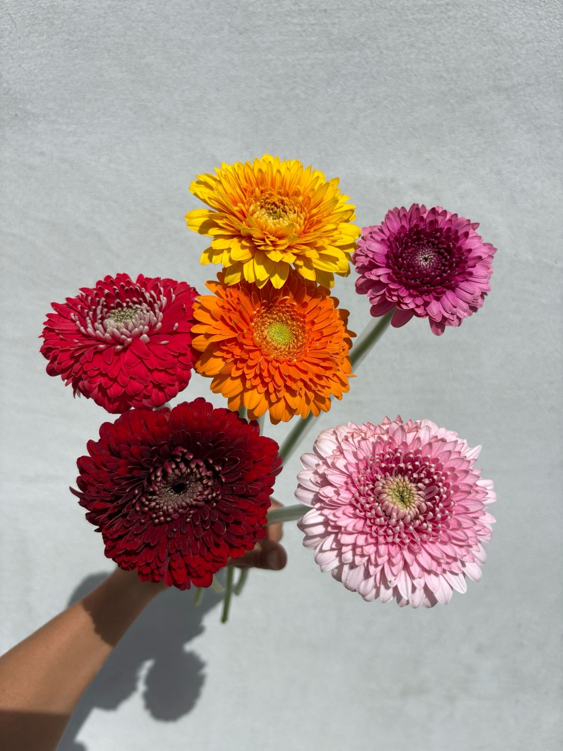 Gerbera Bundles