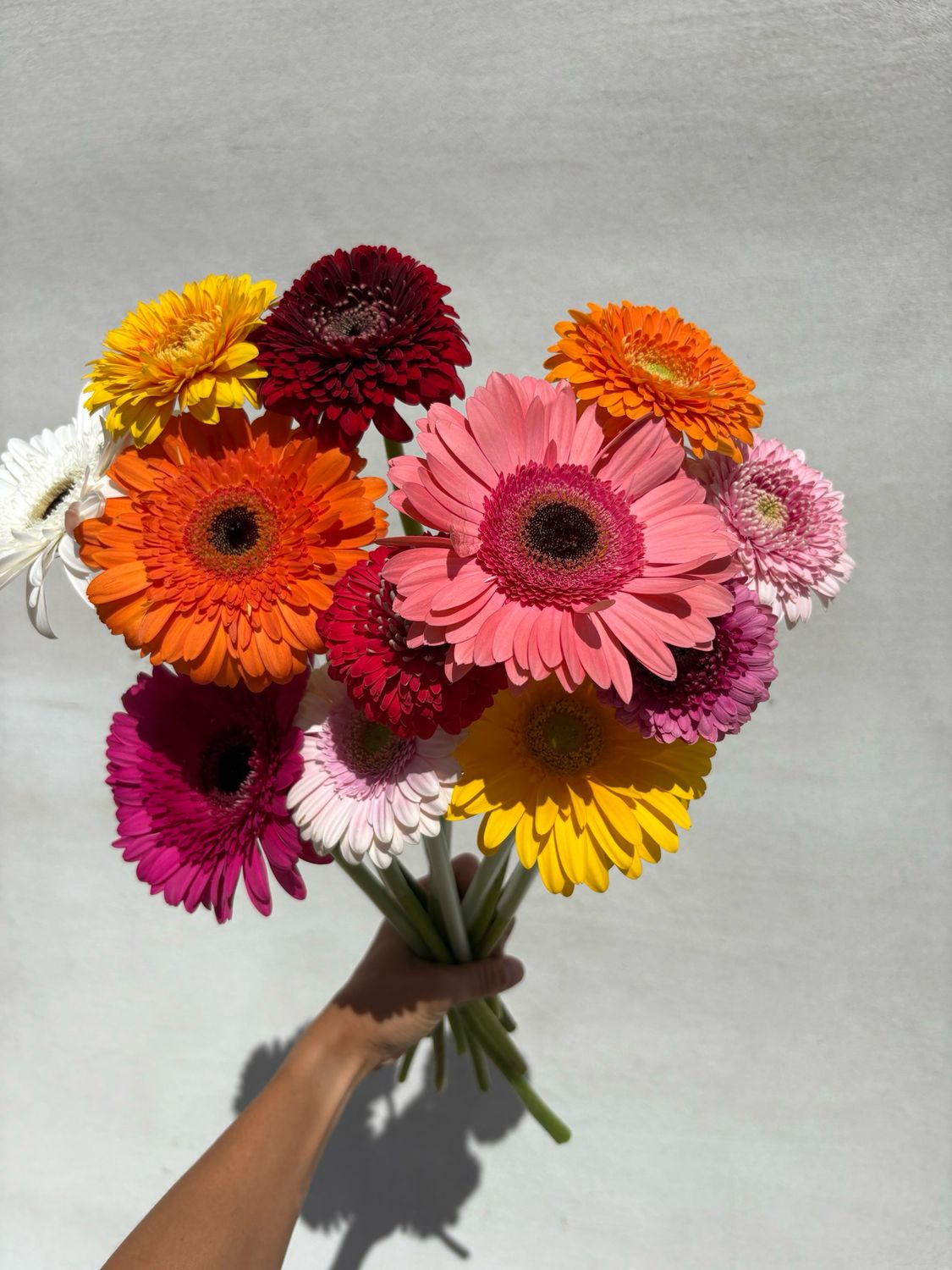 Gerbera Bundles