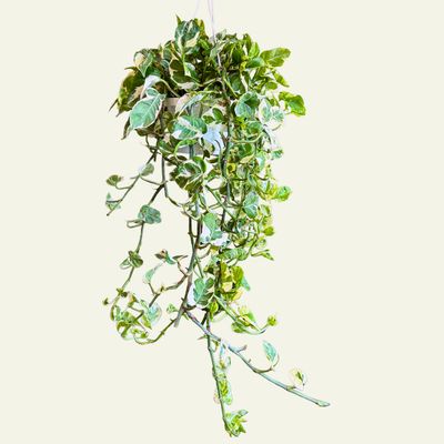 Pearl and Jade  Pothos - Hanging Basket