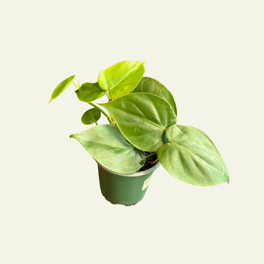 4&quot; Heartleaf Philodendron