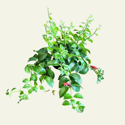 6" Lipstick Plant