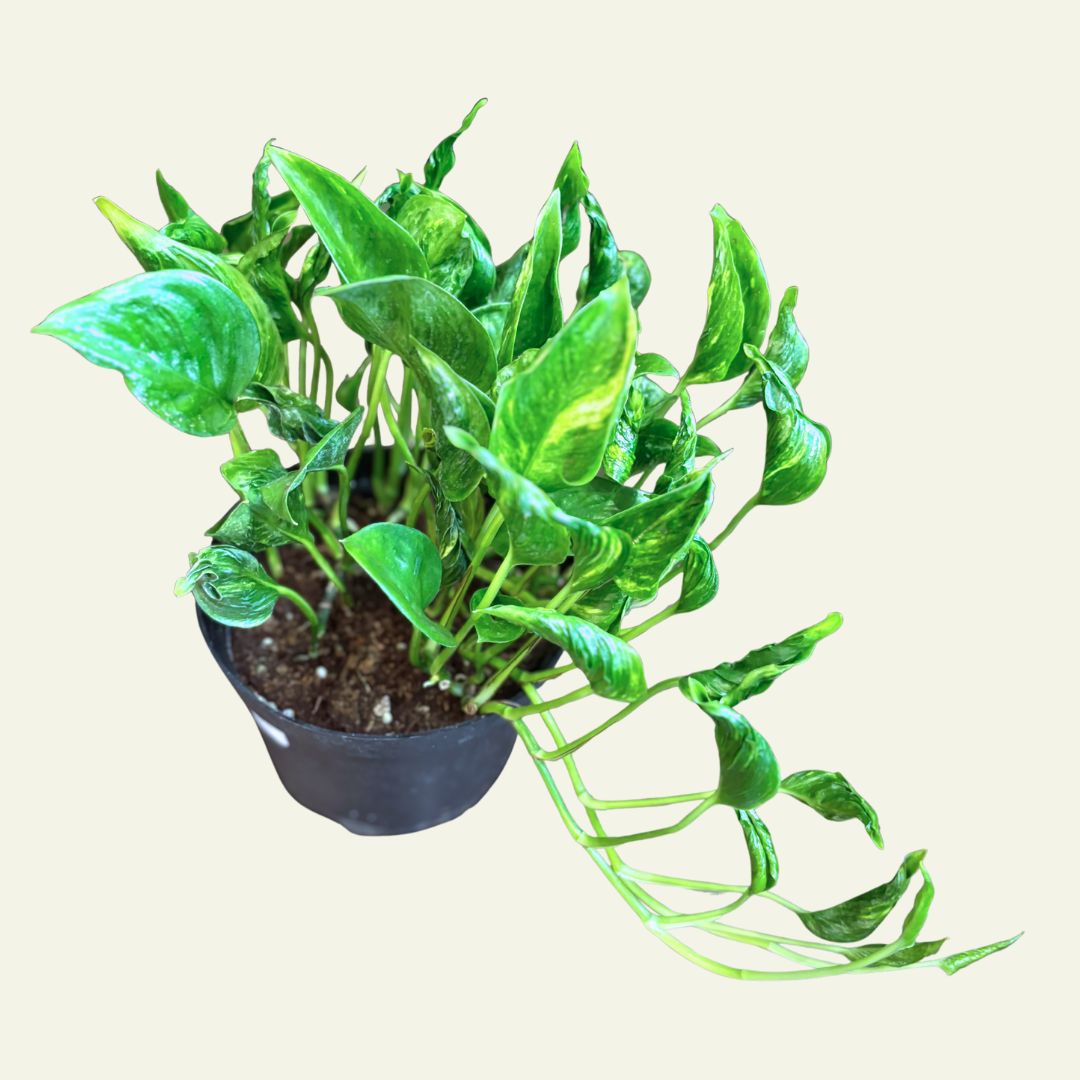 Pothos 6&quot; Shangri La