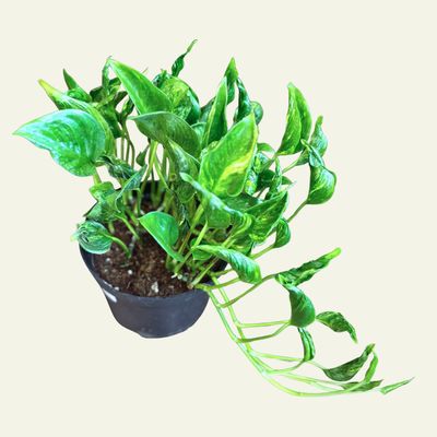 Pothos 6&quot; Shangri La
