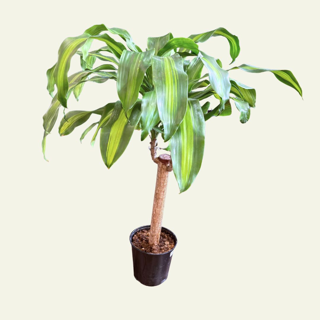 Dracaena Fragrans Cane (10&quot;)