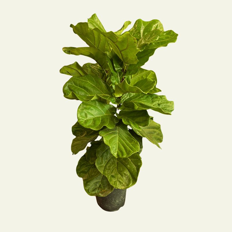 Ficus Lyrata