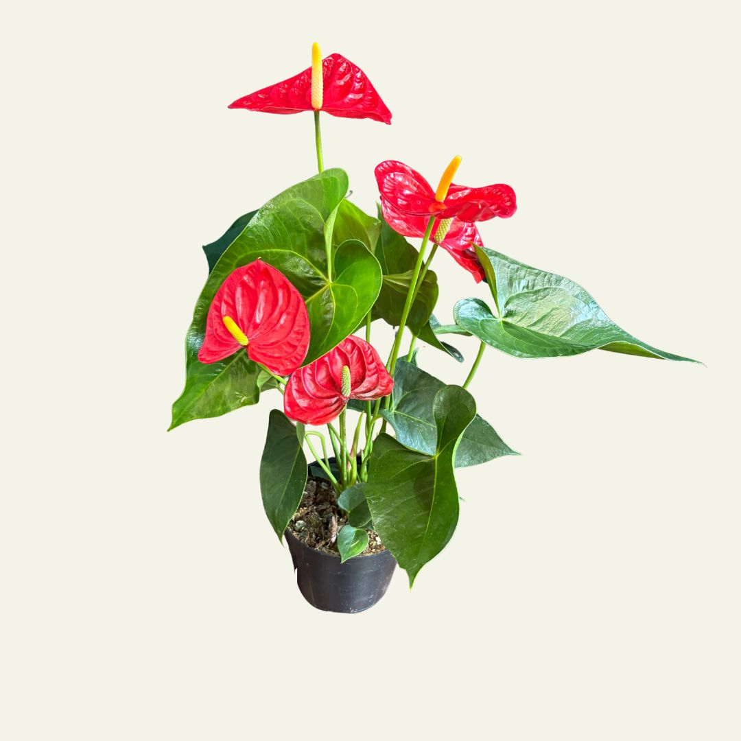 Anthurium (4&quot;)