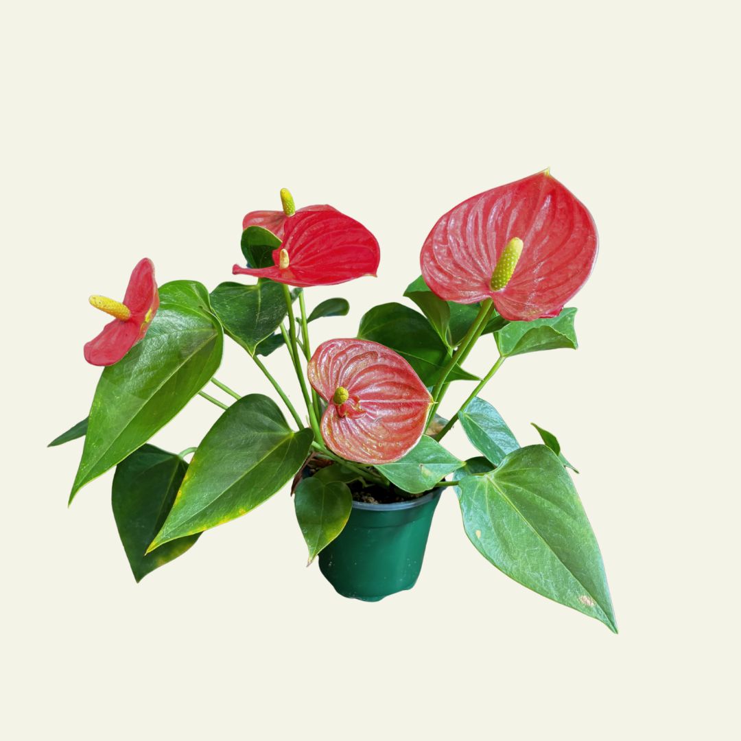 Anthurium (6&quot;)
