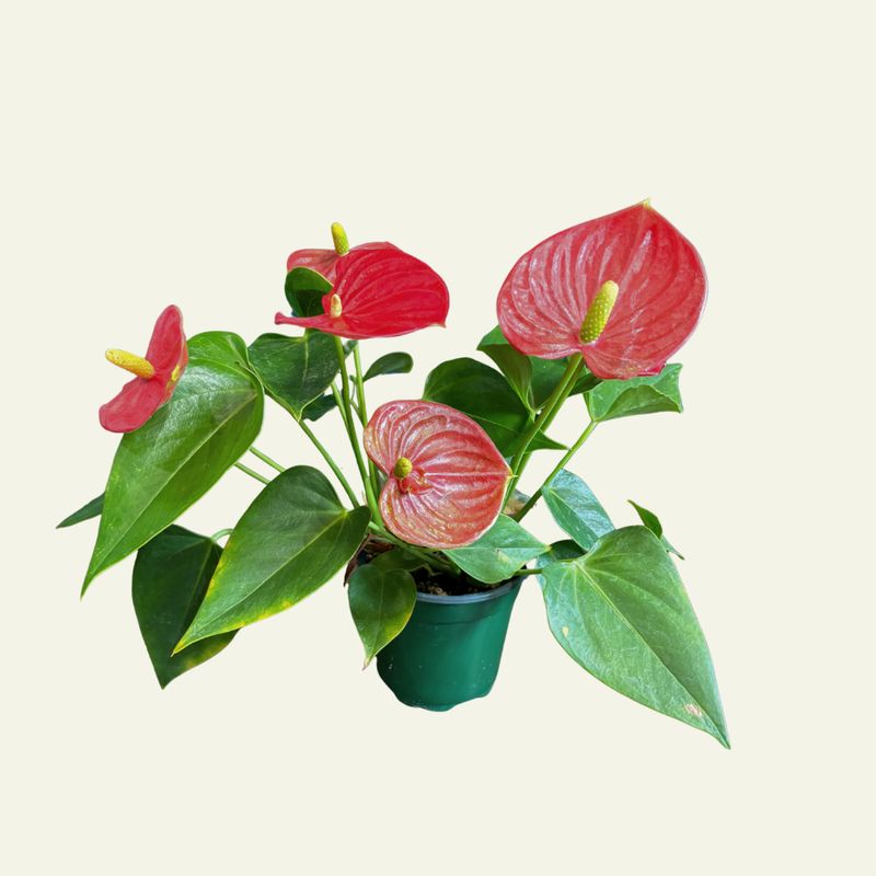 Anthurium (6&quot;)