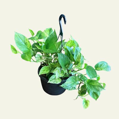 HB Pothos (6")