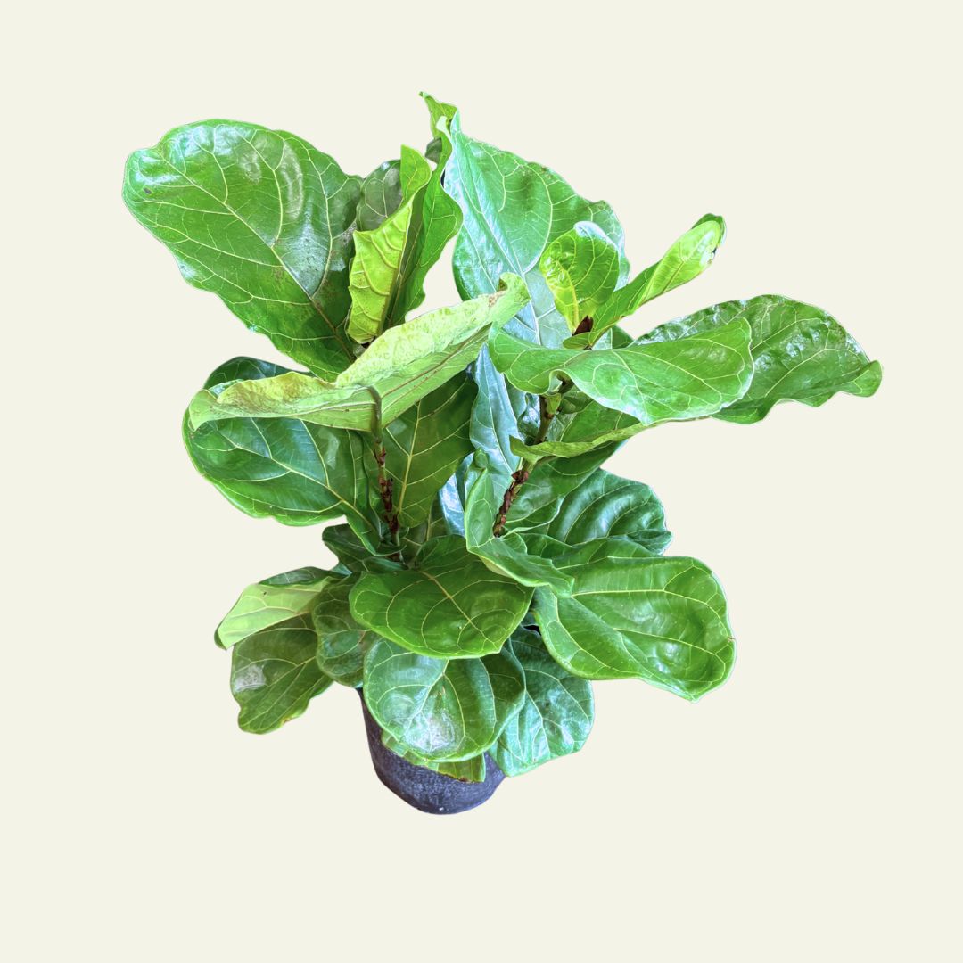 Ficus Lyrata Compacta 9&quot;