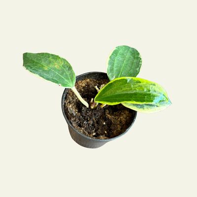 Hoya (4&quot;)