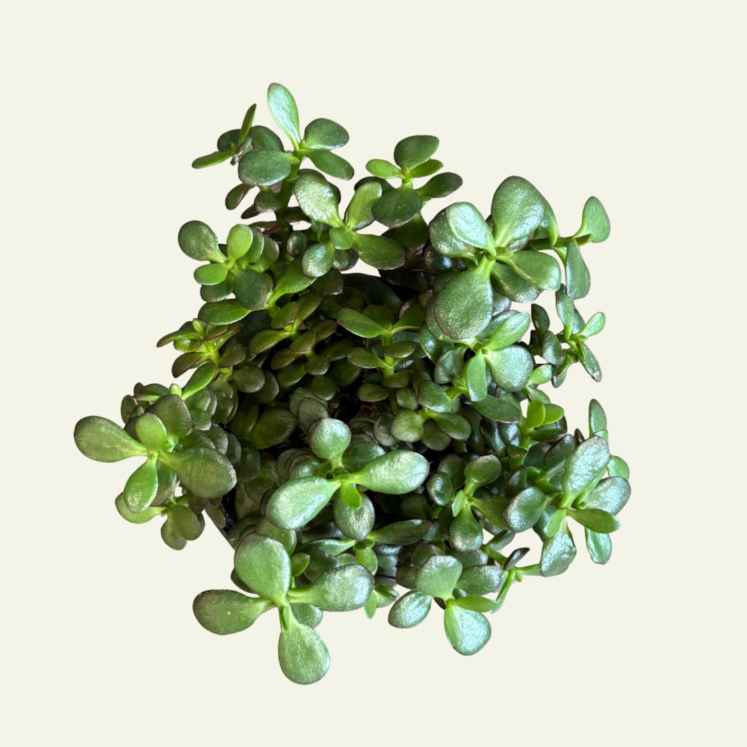 Jade (4&quot;)