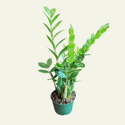 ZZ Plant (4")