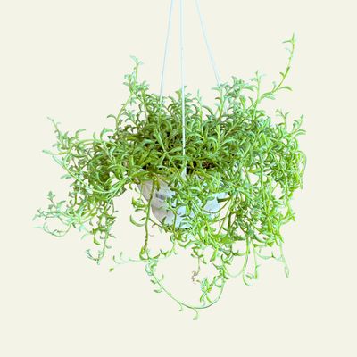 String of Dolphins 6"