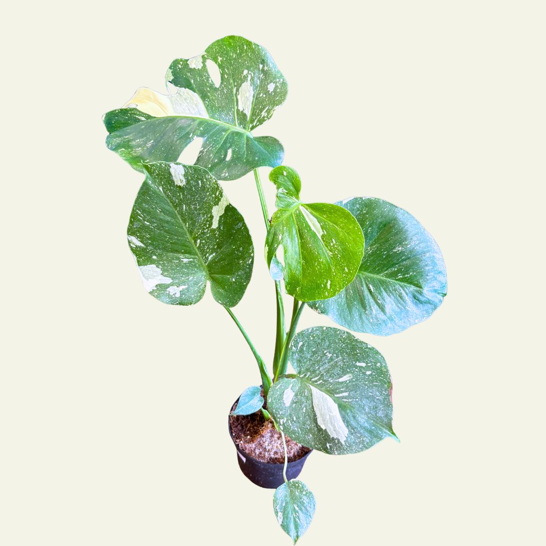 6&quot; Philodendron Monstera Thai Constellation