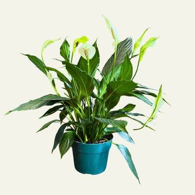 6" Peace Lily