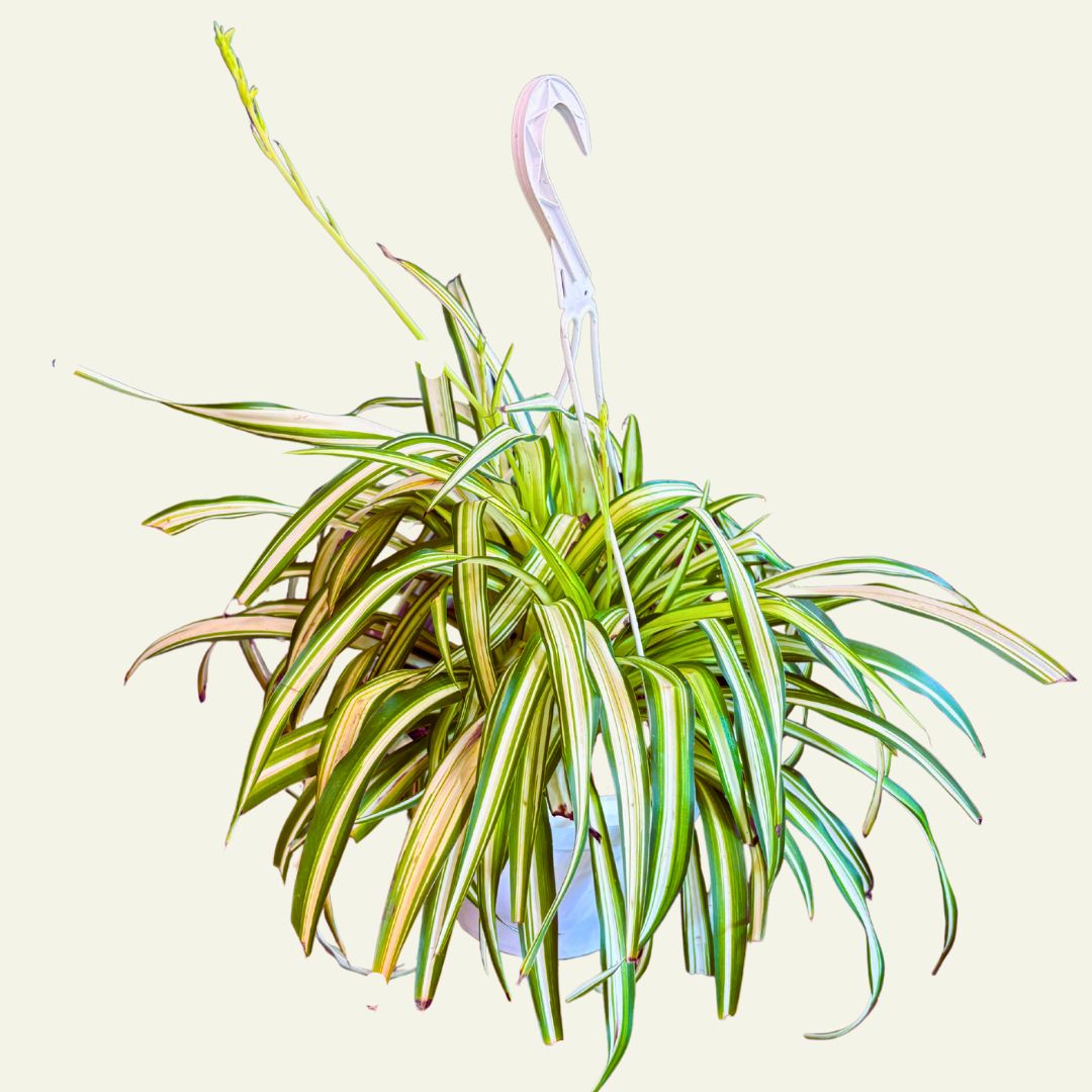 Spider Plant 7.5&quot; HB