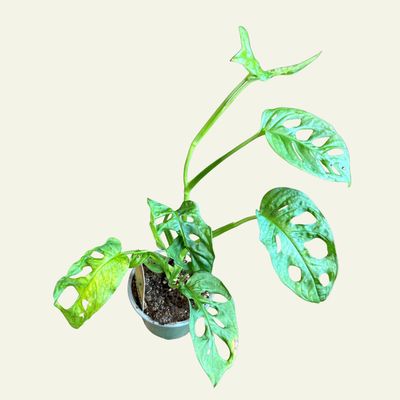 4&quot; Swiss Cheese Plant