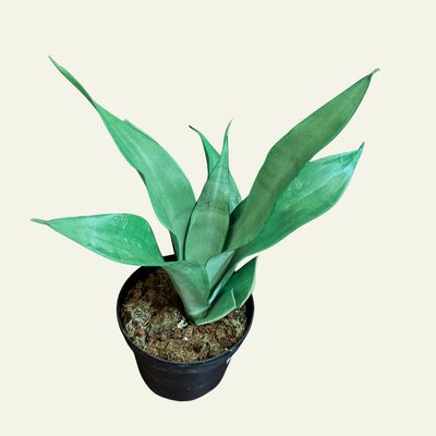 Sansieveria Moonshine