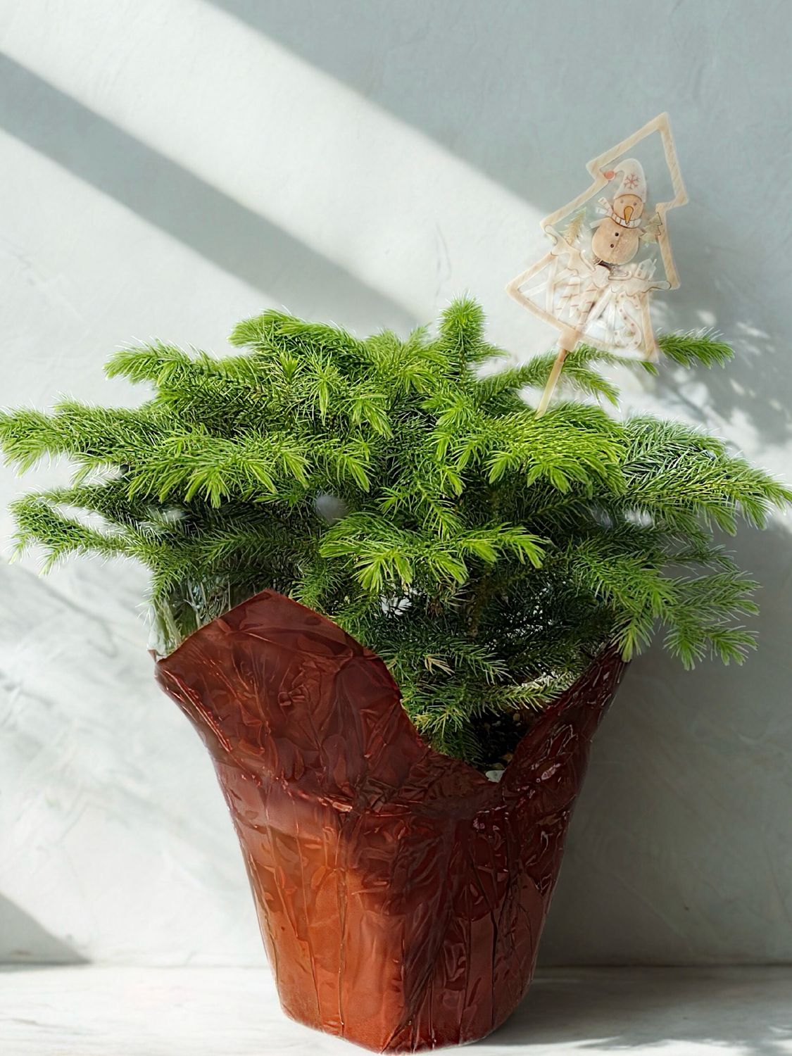 6" Norfolk Pine