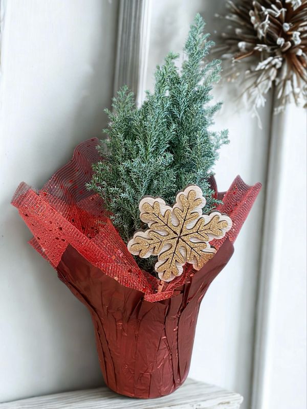 Lemon Cypress (4&quot;)