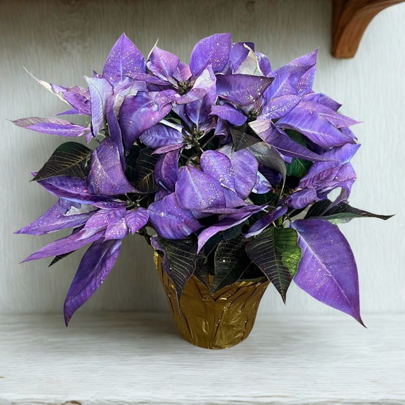 6&quot; Poinsettia Sparkly