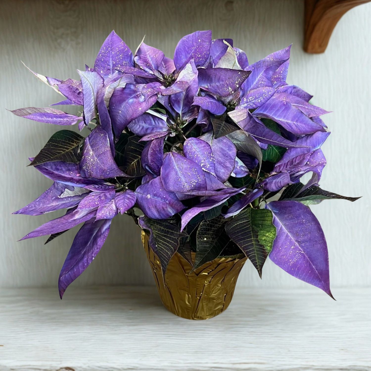 6" Poinsettia Sparkly