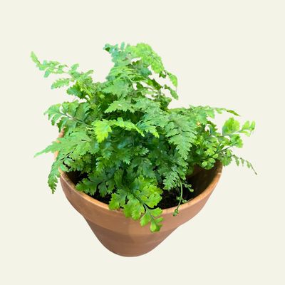 Leatherleaf Fern (6")