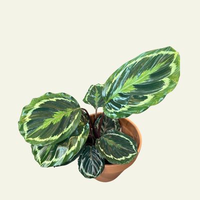 Calathea (4")