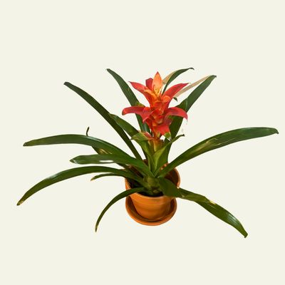 Bromeliad (6")