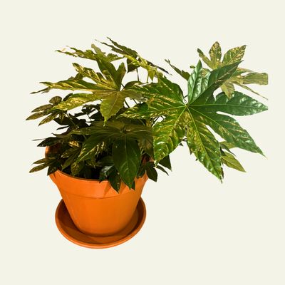 Fatsia Japonica (10")