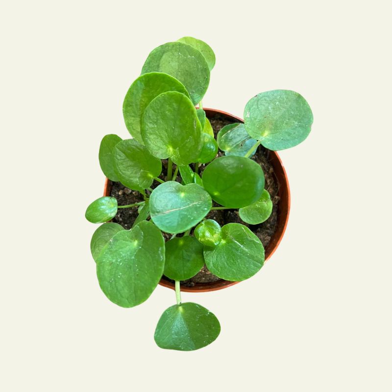 4" Pilea  Sao Paulo