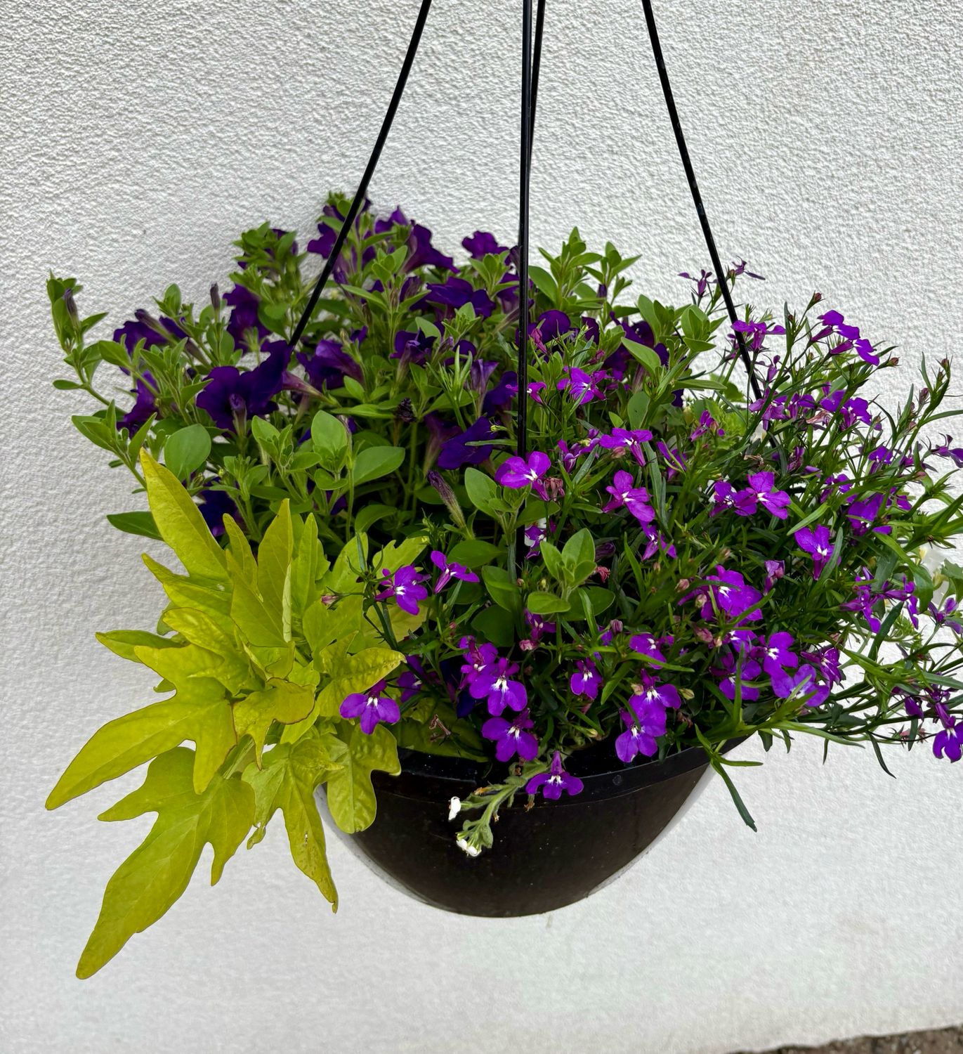 Outdoor Hanging Basket