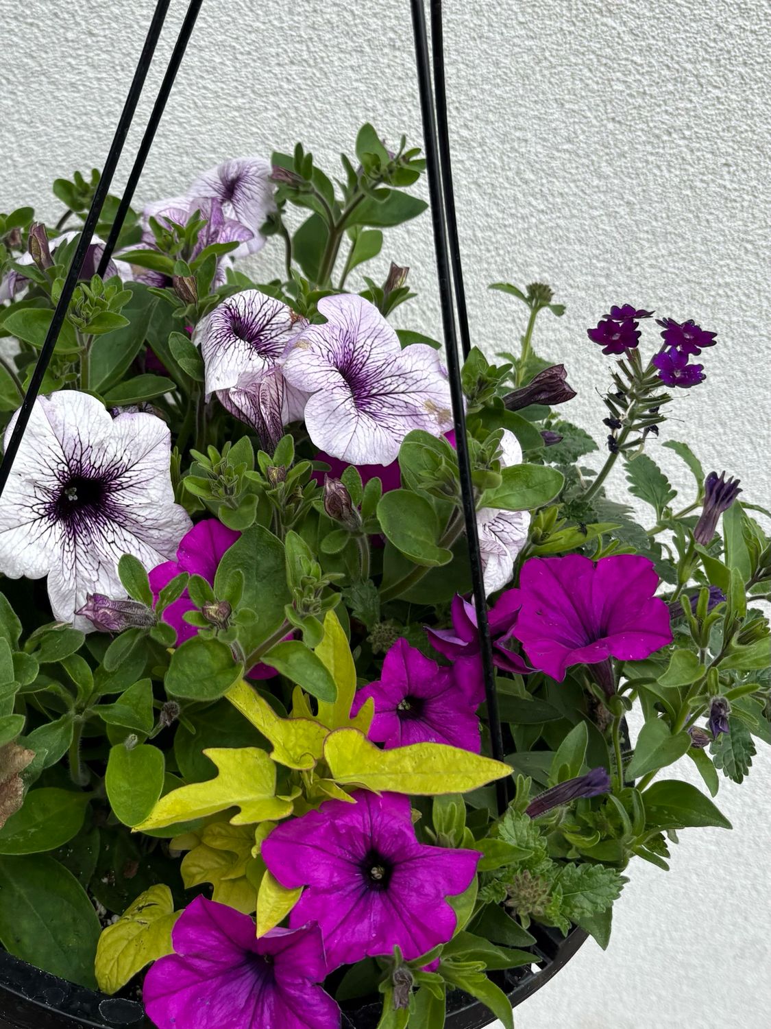 Outdoor Hanging Basket