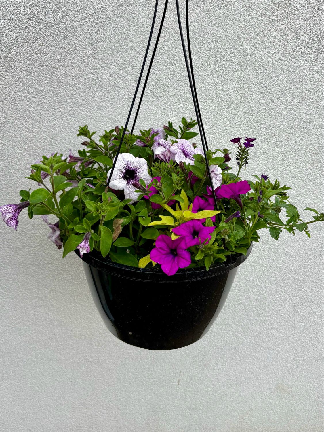 Outdoor Hanging Basket
