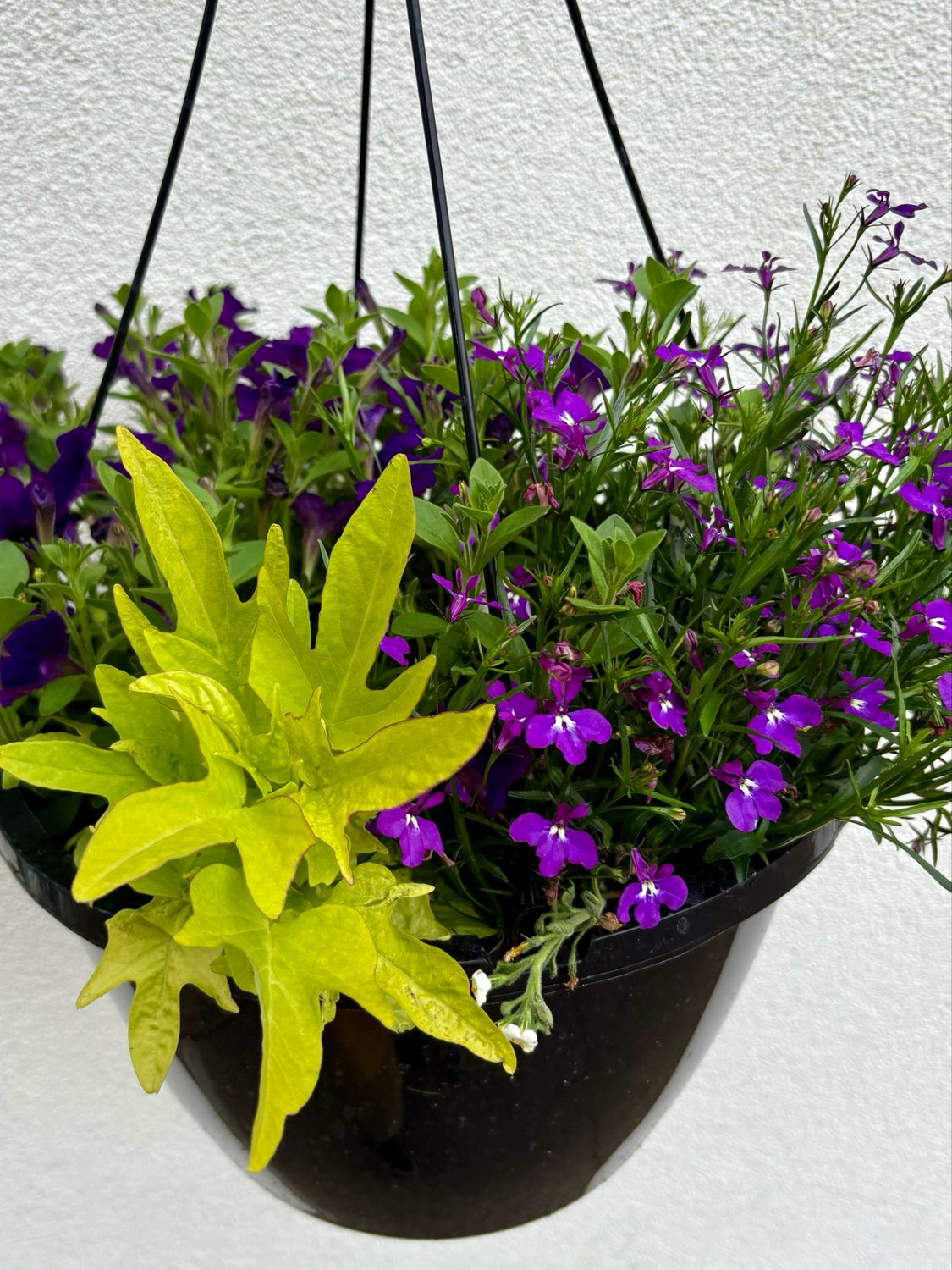 Outdoor Hanging Basket