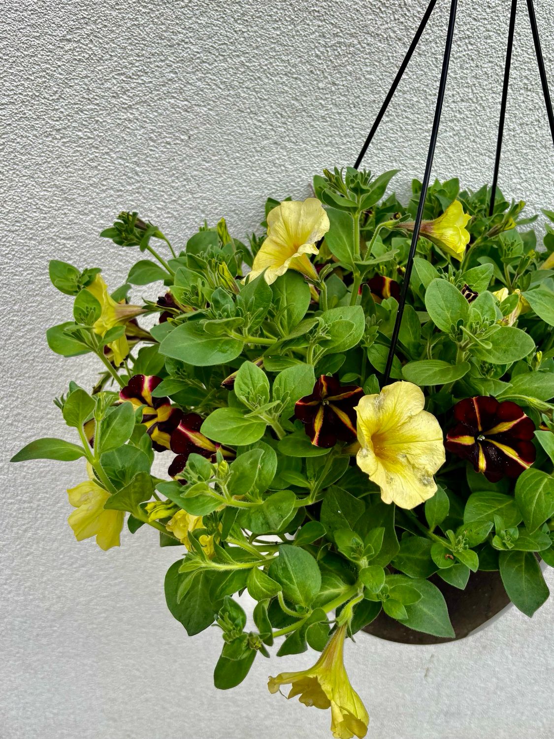 Outdoor Hanging Basket