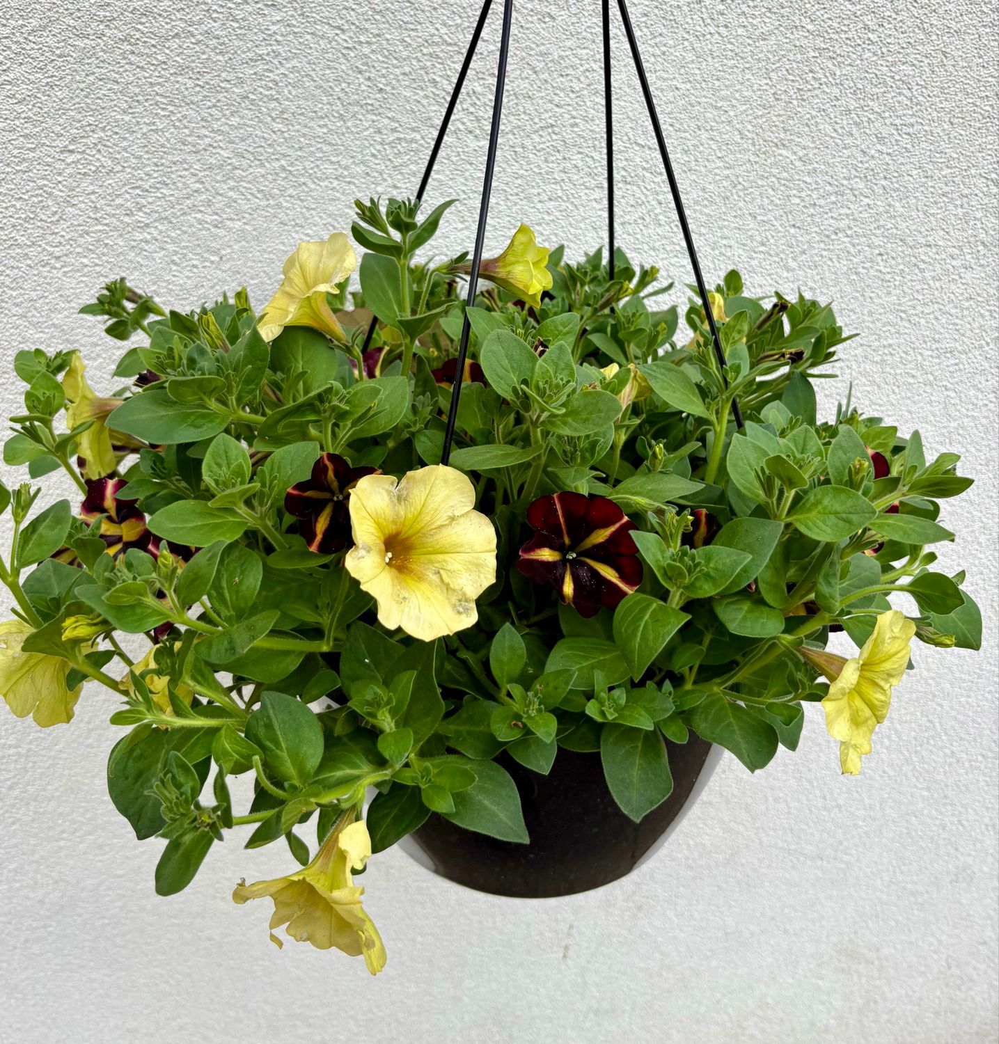 Outdoor Hanging Basket